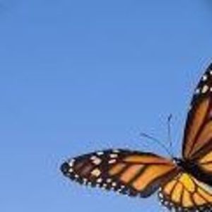 Meet your Posher, Darlene